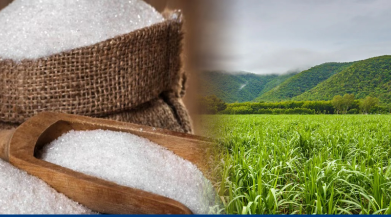 Maharashtra Sugar Crisis: Sugar stored in jute bags and a sugarcane field, representing the economic stakes behind the Pune farmer protest.
