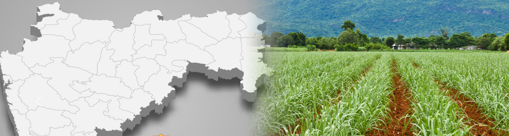 Maharashtra's Sugar Crisis: Sugar stored in jute bags and a sugarcane field, representing the economic stakes behind the Pune farmer protest.